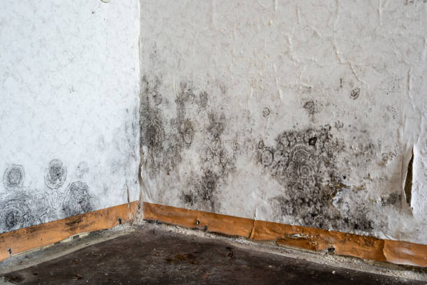 Best Same-Day Mold Removal  in Lake Linden, MI